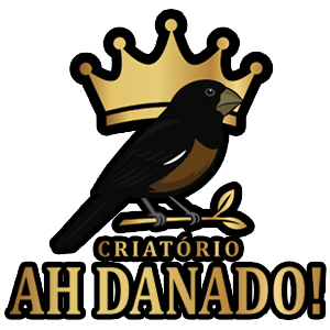 Criatório Ah Danado! Curió Clássico Balneário Camboriú 
